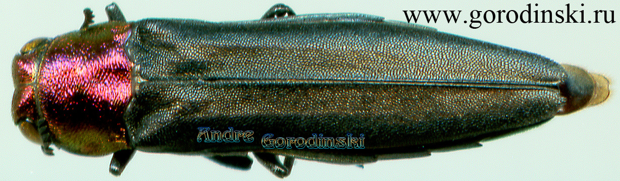 http://www.gorodinski.ru/buprestidae/Agrilus sinensis sinensis.jpg